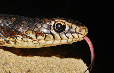 Snakes in Cyprus — Should You Be Afraid and How to Behave?