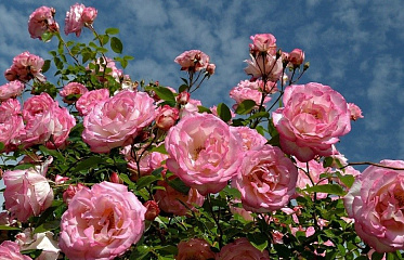 Most Interesting Spring Festivals in Cyprus