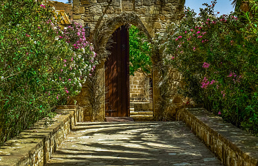 A Drama-Free Cypriot Garden: What to Plant So It Won’t Dry Out by July