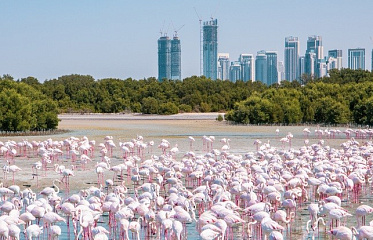 Скрытые сокровища ОАЭ: 7 объектов всемирного наследия ЮНЕСКО